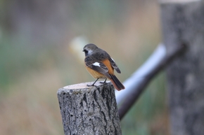 ジョウビタキ　雄